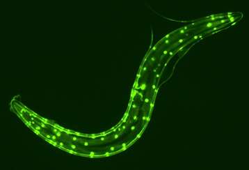 Chez ce vers Caenorhabditis elegans, un marqueur fluorescent indique les noyaux des cellules musculaires, dont la dégénérescence est ralentie par la restriction calorique. © Manjunatha Thondamal, CNRS