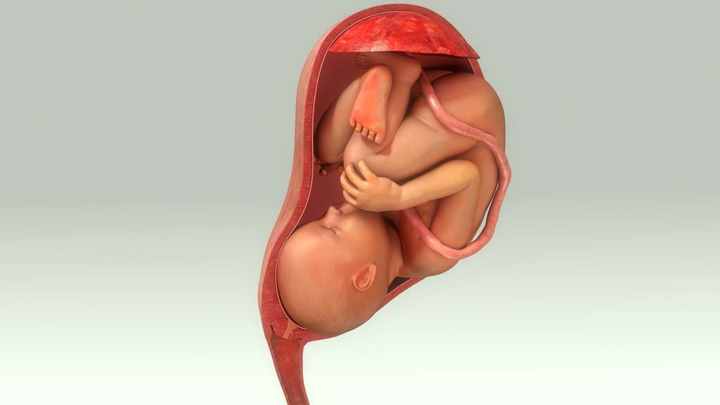 Le placenta permet les échanges entre la mère et le fœtus. © 7activestudio, Fotolia