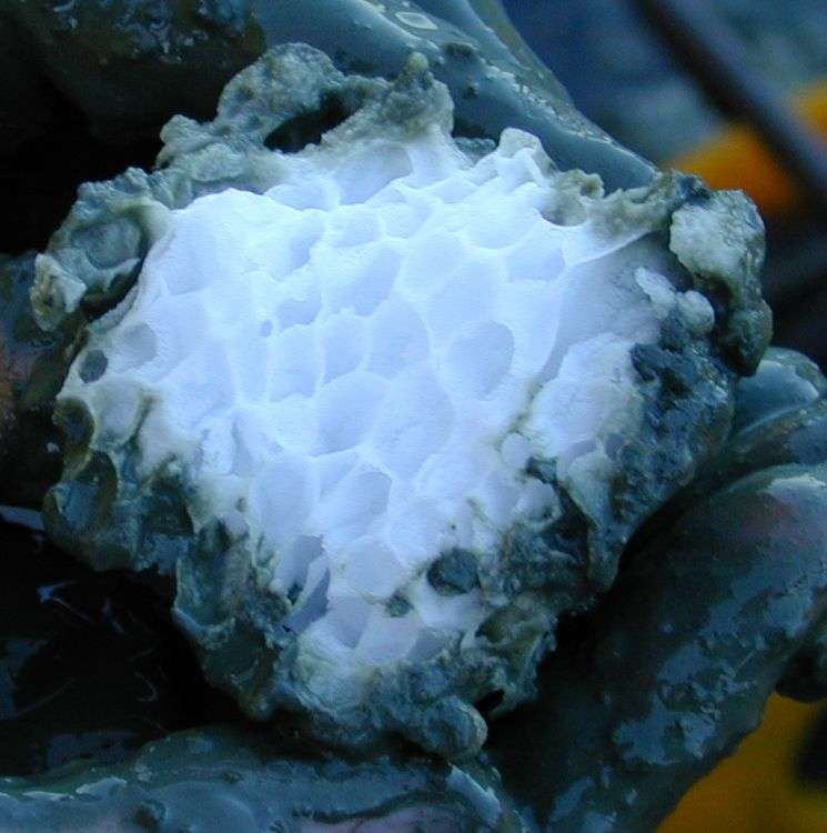 Ce bloc de clathrate a été trouvé au large de l'Oregon, à une profondeur d'environ 1.200 m. Cet hydrate de méthane présente une structure en « nid d'abeille » quand il fond. © cc by sa 30, Wusel007, Wikipédia