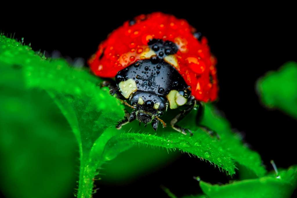Une extinction de masse est en cours dans le monde des insectes. En cause : la destruction de leurs habitats. La coccinelle fait partie de l’ordre des coléoptères, l’un des plus menacés. © blackdiamond67, fotolia