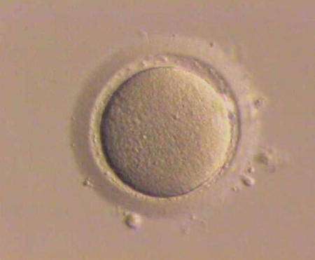 L'ovocyte, ou gamète femelle, résulte du processus de méiose, tout comme le corps polaire qui est une petite cellule parfois visible aux côtés de l'ovocyte. © DR