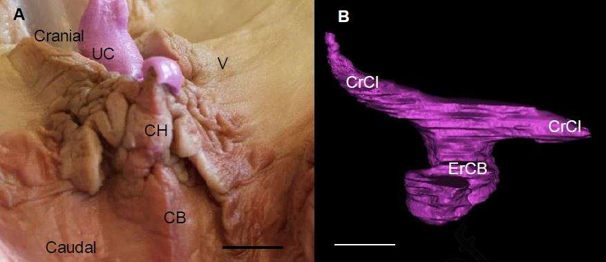 A) Visualisation externe du clitoris d'un grand dauphin (UC, urètre, CB et CH, clitoris); B) Reconstruction 3D des tissus érectiles du clitoris chez un grand dauphin sexuellement mature. Échelle : 1 cm. © Brennan et al., 2010