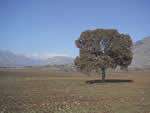 Un chêne isolé au milieu d'une vaste plaine agricole en Grèce. Le remembrement a souvent détruit des paysages agroforestiers traditionnels. © Christian Dupraz – INRA