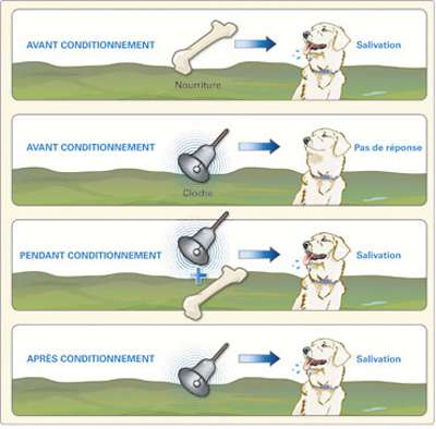 Réflexes conditionnés : le chien de Pavlov | Dossier