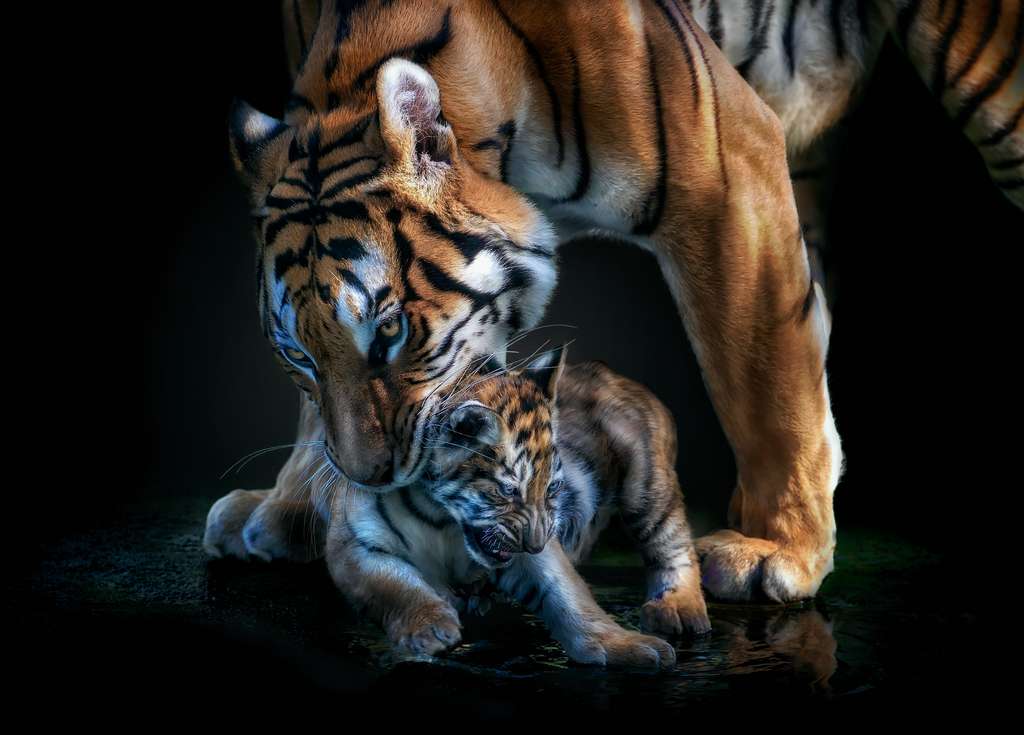 Les tigres du Bengale