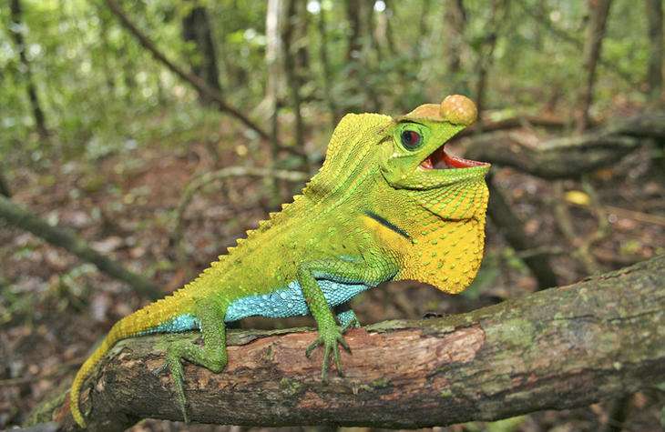 Lyriocephalus scutatus est une espèce de reptiles endémique au Sri Lanka. Elle est actuellement classée en préoccupation mineure par l'UICN, mais cela pourrait bien changer rapidement. © Ruchira Somaweera