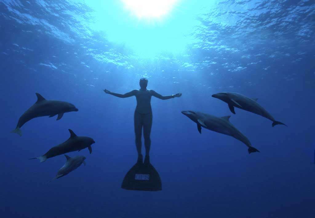 Plongée parmi les dauphins Plongée parmi les dauphins