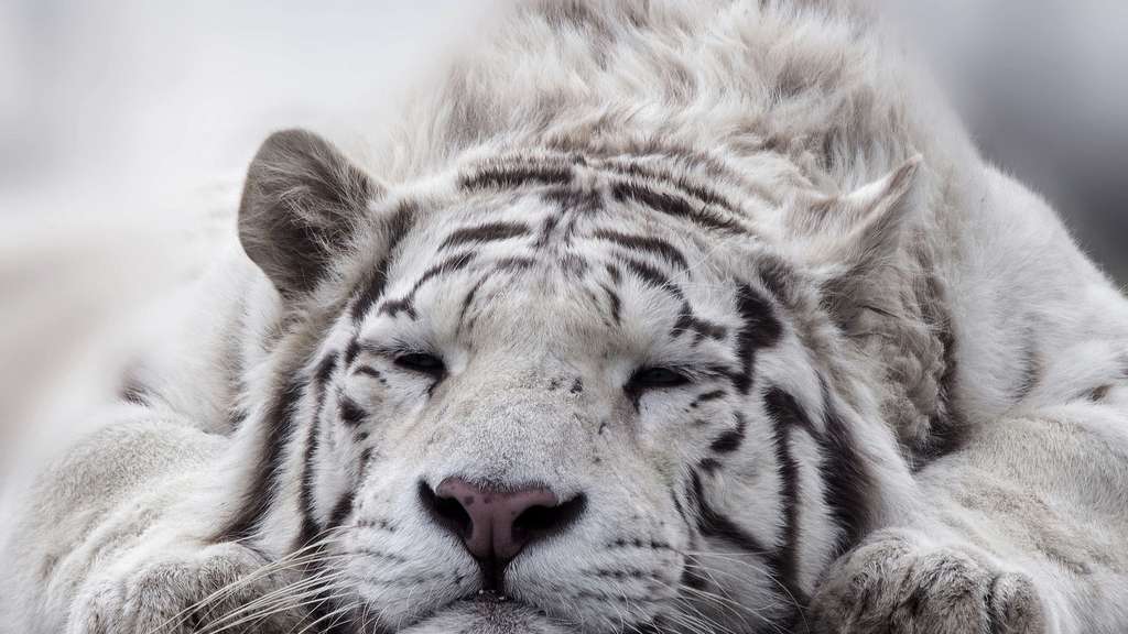 Un tigre inadapté Un tigre inadapté