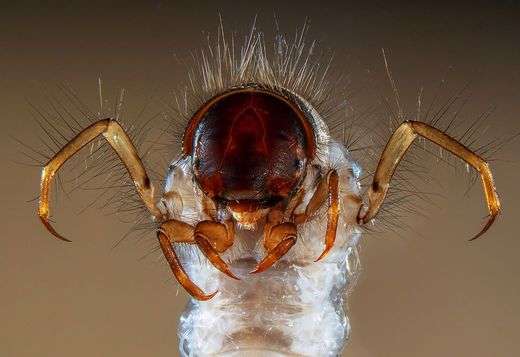 La tête effrayante d’une larve de trichoptère La tête effrayante d’une larve de trichoptère