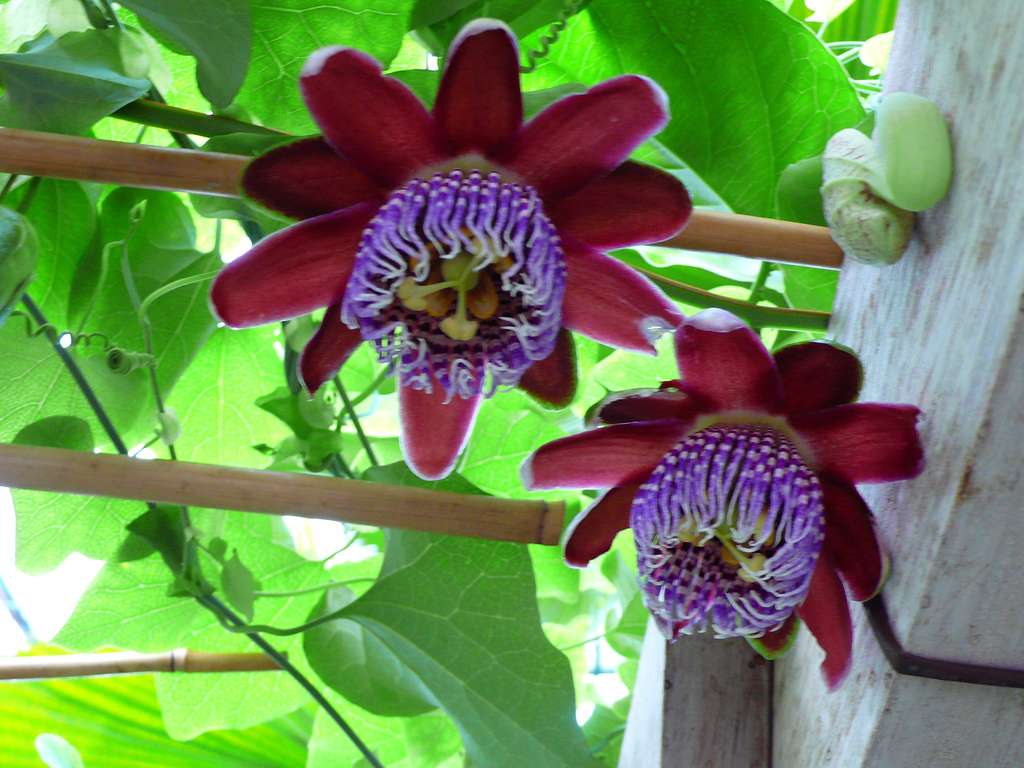 Passiflore Passiflore