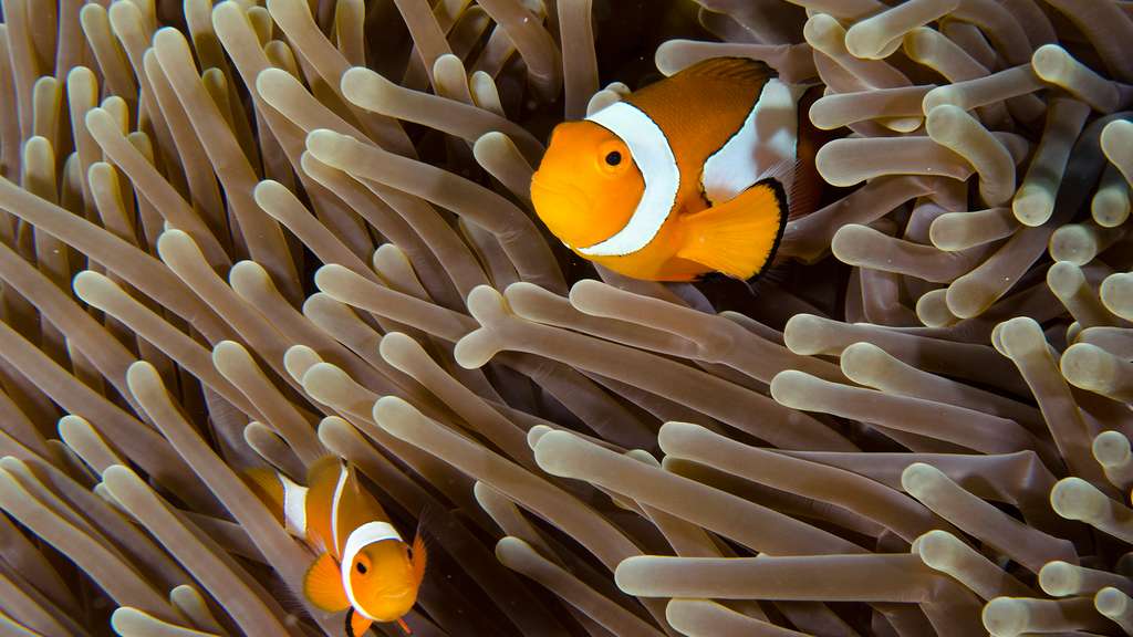 photo des poissons clowns protegeant leur anemone
