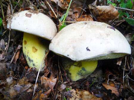 Lors de la cueillette des champignons, il est essentiel de respecter la forêt. Ci-dessus, Boletus radicans. © Tuttle, GNU FDL 1.2