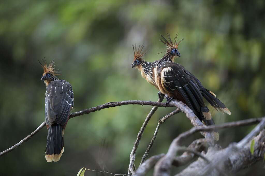 Le hoatzin et ses airs d’archéoptéryx Le hoatzin et ses airs d’archéoptéryx