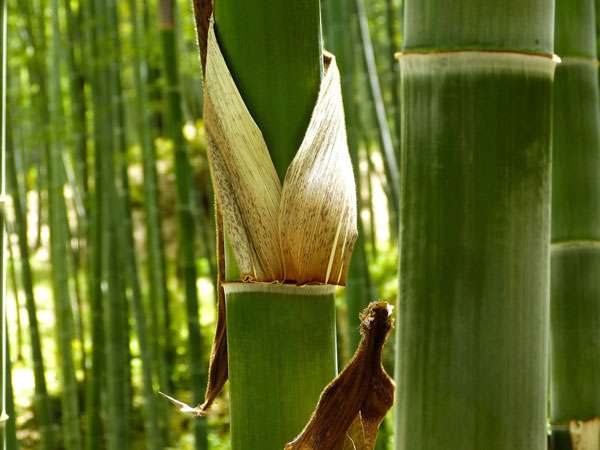 Les pousses de bambou sont à surveiller, si vous ne voulez pas être envahis. © Cegoh, Pixabay, DP