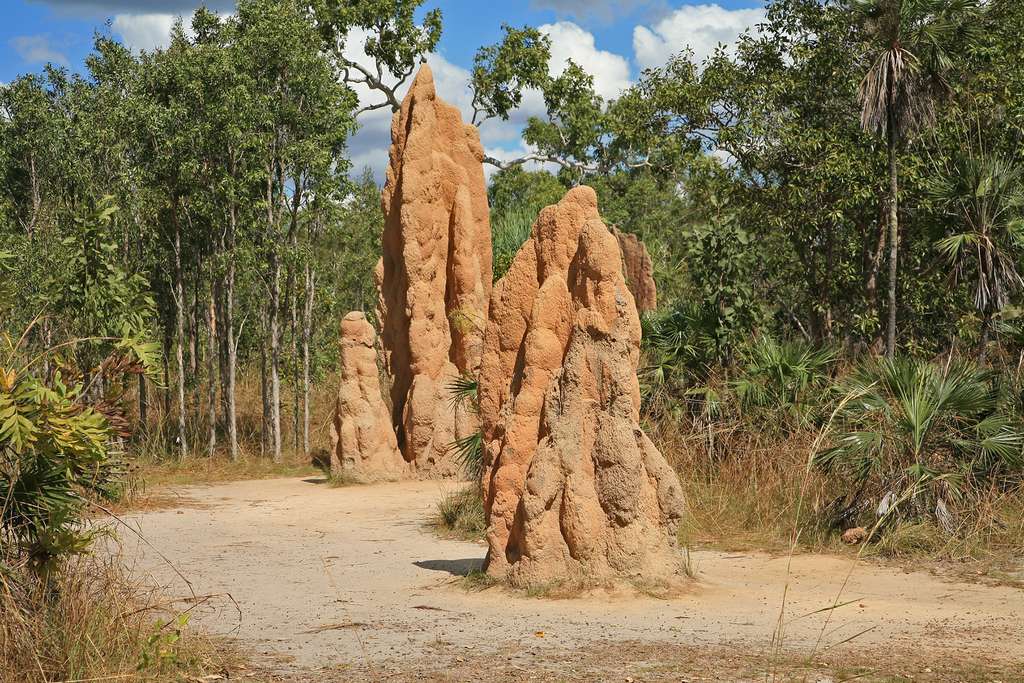 Quand les termites inspirent les architectes