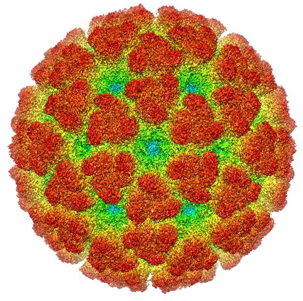 Reconstitution du virus Chikungunya par cryo-microscopie électronique. © Creative Commons, Wikipedia