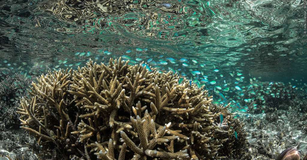 Les coraux doivent faire face au réchauffement climatique. Ici, colonie corallienne abritant un banc de poissons-demoiselles (Chromis viridis), qui y résident à l'année. © Martin Colognoli, Coral Guardian, tous droits réservés