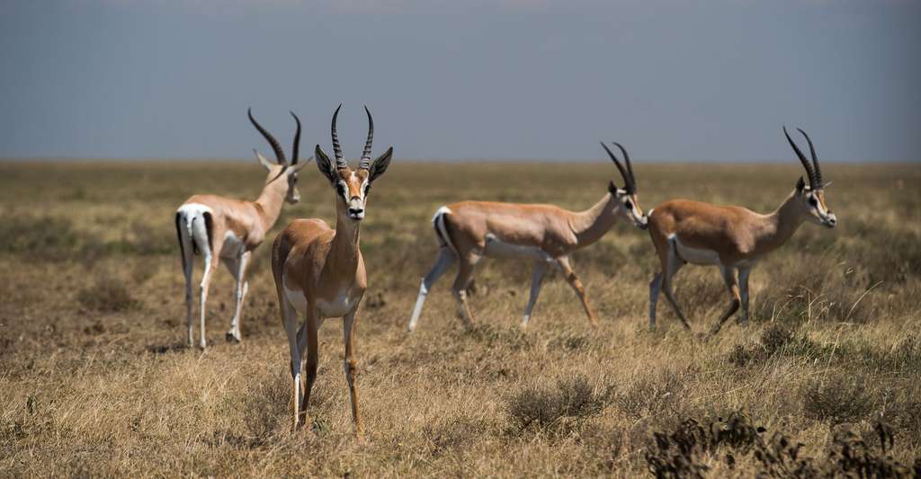 Les antilopes font partie de la viande de brousse. © Frans Peeters, Flickr, CC by-nc 2.0