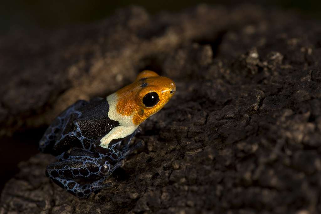 les dendrobates Ranitomeya fantastica, des amphibiens fascinants les dendrobates Ranitomeya fantastica, des amphibiens fascinants
