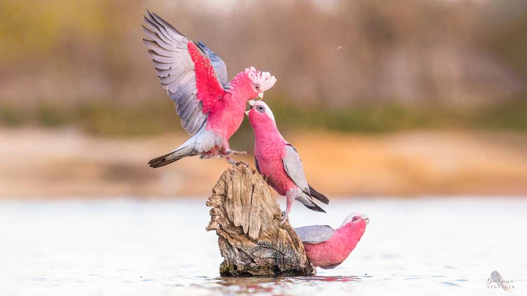 Le Cacatoès rosalbin ou galah coloré au vol acrobatique surprenant