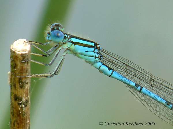 Agrion de Vander Linden, la Naïade aux yeux bleus Agrion de Vander Linden, la Naïade aux yeux bleus