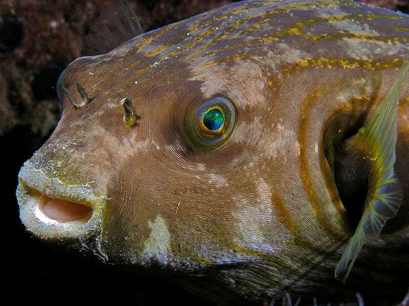 Un poisson-globe du genre Tetraodon, au Timor oriental Un poisson-globe du genre Tetraodon, au Timor oriental
