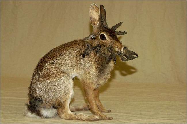 Exemple de lapin américain atteint du papillomavirus de Shope. © Heather A. York