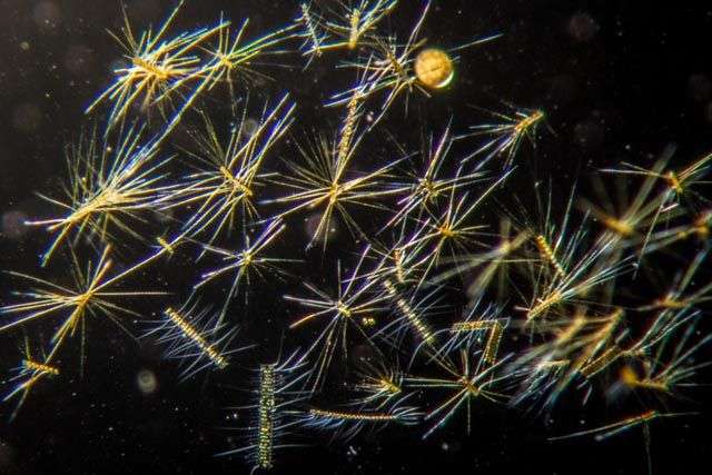 Le plancton arctique, mal connu, étudié de près par Tara Oceans Le plancton arctique, mal connu, étudié de près par Tara Oceans
