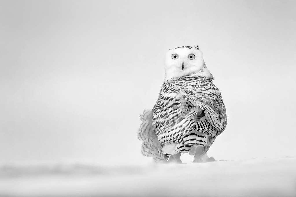 Un harfang des neiges tout excité Un harfang des neiges tout excité