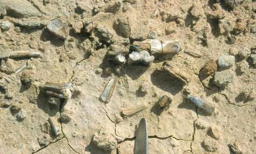 Pied en connexion d'un cousin fossile des chevrotains (petit ruminant). Samané, environ 21 millions d'années. © 1999 MPFB (POA)