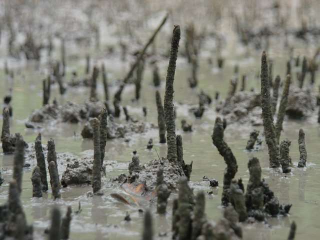 Pneumatophores d’un palétuvier blanc (Avicennia germinans) dans un marais brésilien. © Ulf Mehlig, Wikimédia CC by-sa 2.5