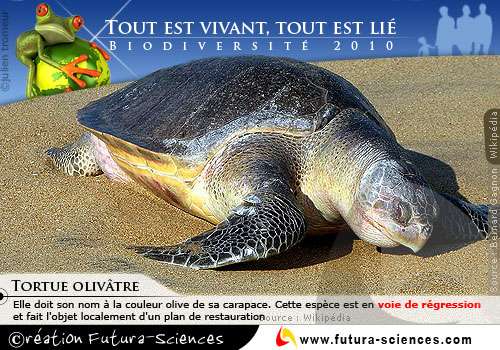 Cdn Futura Sciences Com Buildsv6 Images Mediumoriginal 2 1 D 21dd56cd4a E Tortue Oliv Jpg