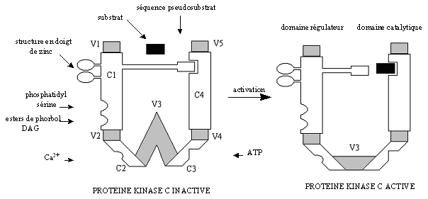fig. 9 : Schéma de l'isoforme α de la [protéine kinase C]