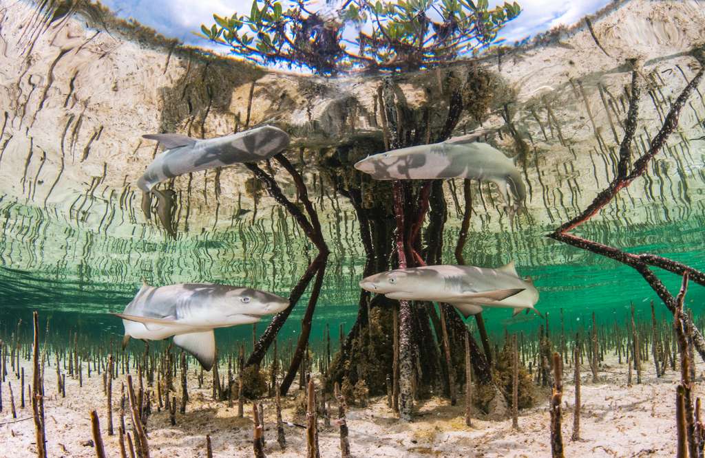 « Nurserie de requins-citrons ». © Anita Kainrath, UPY 2020