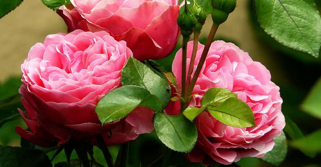 Boutons de roses. © Cocoparisienne, Pixabay, DP