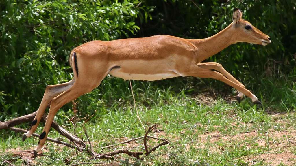 Photo d'impala en plein saut Photo d'impala en plein saut