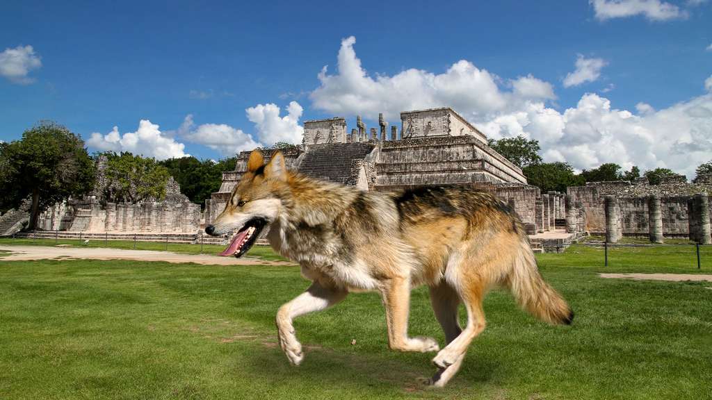 El lobo, le loup vénéré puis détesté au Mexique El lobo, le loup vénéré puis détesté au Mexique