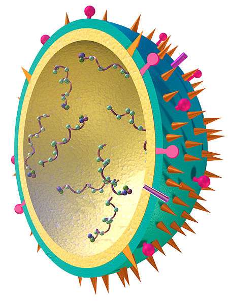 Le virus de la grippe en 3D. Les antigènes présents à la surface changent souvent, d’où la difficulté de mettre au point un vaccin efficace. © National Institute of Allergy and Infectious Diseases, Wikimedia Commons, DP