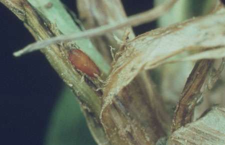 Pupe de la mouche du blé sur un pied de céréale, Delia coarctata © INRA Reproduction et utilisation interdites
