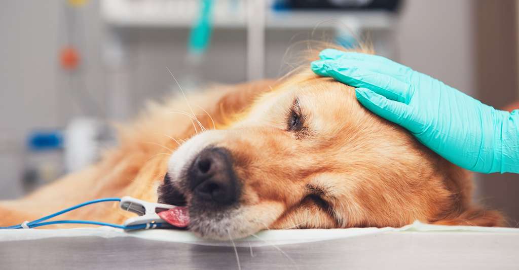 Le réel danger, c’est que votre chien ou votre chat se révèle allergique au venin de vipère. Dans ce cas, la morsure constituera plus encore une urgence vétérinaire. © chalabala, Adobe Stock