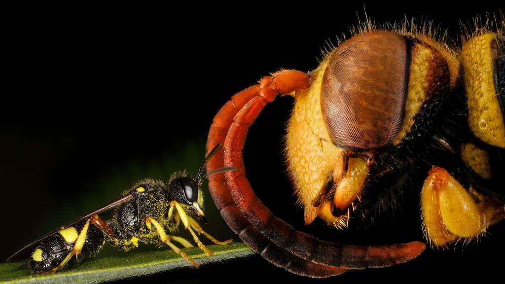Les Cerceris, des insectes au regard étrange Les Cerceris, des insectes au regard étrange