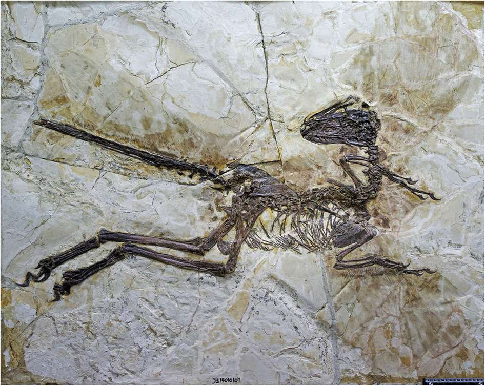 Les traces des larges plumes dont était doté Zhenyuanlong suni sont bien visibles sur ce fossile très complet. Elles équipaient de petits bras et ne devaient donc pas permettre à l'animal de voler. © Nature