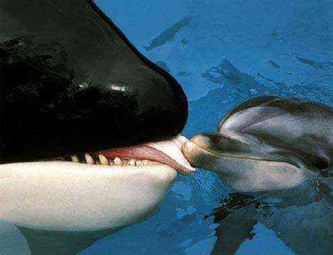 Photo Orque Et Dauphin