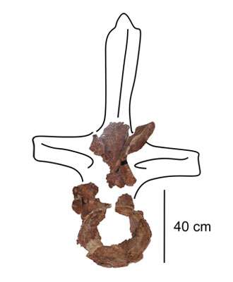 Fragments d’une vertèbre dorsale d’un sauropode de très grande taille, peut-être Rebbachisaurus. © Musée des dinosaures d’Espéraza