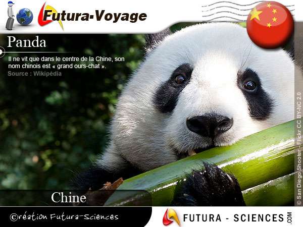 Panda Grand Ours Chat Carte Virtuelle