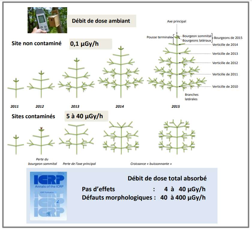 L’étude sur les pins japonais a mis en évidence une augmentation significative des anomalies morphologiques chez le pin en fonction du débit de dose ambiant du site d’observation. © IRSN