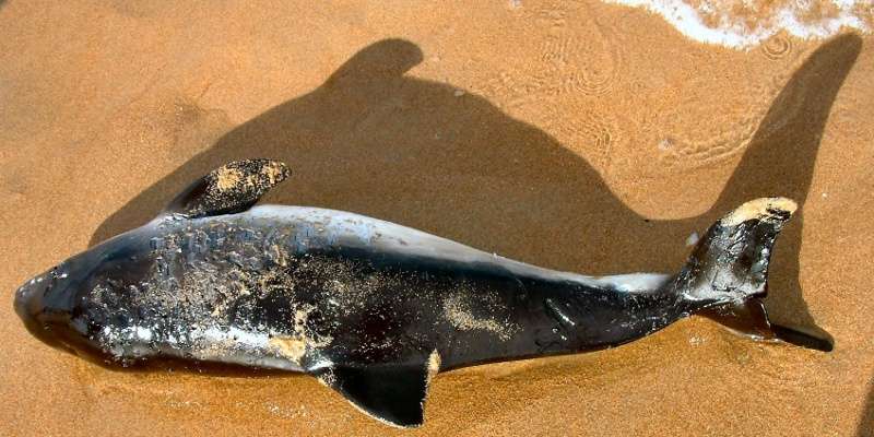 Des cadavres de cétacés s'échouent régulièrement sur les plages, mais la marée noire dans le golfe du Mexique a augmenté leur nombre. © ccgd, Flickr, CC by-nd 3.0