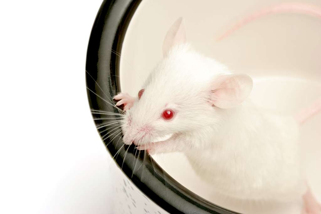 Les souris génétiquement conçues pour ne pas synthétiser de PKMzeta n'en perdent pas pour autant la mémoire. Mettez-les dans un labyrinthe qu'elles connaissent déjà et elles retrouvent la sortie très vite ! © Alptraum, StockFreeImages.com