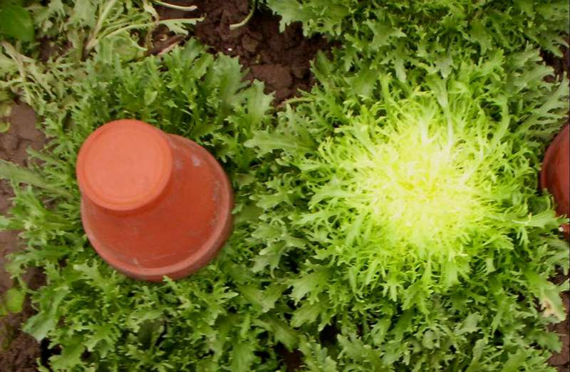 La salade frisée ou chicorée frisée culture et vertus Dossier — free download