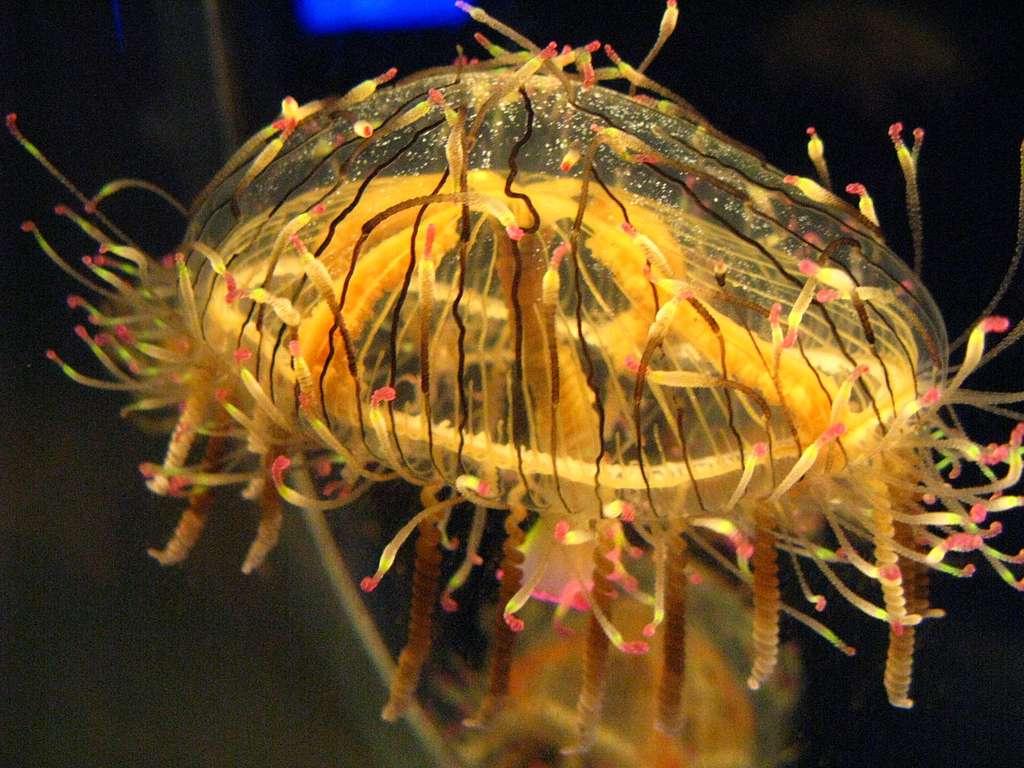 Olindias formosa, une méduse très rare Olindias formosa, une méduse très rare